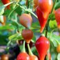 15 PCS Seeds Pepper Biquinho Chupetinha Red Yellow Pepper