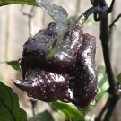 10 PCS Seeds Pepper Hot Black Carolina Reaper Chili 10 PCS Seeds Pepper Hot Black Carolina Reaper Chili