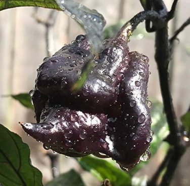 10 PCS Seeds Pepper Hot Black Carolina Reaper Chili