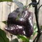 10 PCS Seeds Pepper Hot Black Carolina Reaper Chili