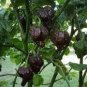 10 PCS Seeds Pepper Hot Black Carolina Reaper Chili