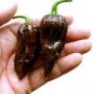 10 PCS Seeds Pepper Hot Black Carolina Reaper Chili