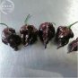 10 PCS Seeds Pepper Hot Black Carolina Reaper Chili