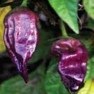 15 PCS Seeds Pepper Purple Ghost Bhut Jolokia 15 PCS Seeds Pepper Purple Ghost Bhut Jolokia