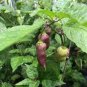 15 PCS Seeds Pepper Purple Ghost Bhut Jolokia