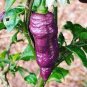 15 PCS Seeds Pepper Purple Ghost Bhut Jolokia