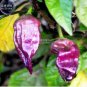 15 PCS Seeds Pepper Purple Ghost Bhut Jolokia