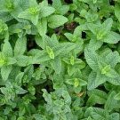 50 PCS Seeds Peppermint Mint Herb