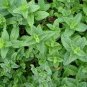 50 PCS Seeds Peppermint Mint Herb