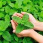 50 PCS Seeds Peppermint Mint Herb