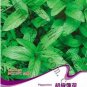 50 PCS Seeds Peppermint Mint Herb