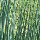 20 PCS Seeds Perennial Bamboo Plant Fresh Giant Mixed Moso Bambu Plant