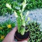 20 PCS Seeds Perennial Bamboo Plant Fresh Giant Mixed Moso Bambu Plant