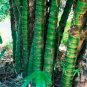 20 PCS Seeds Perennial Bamboo Plant Fresh Giant Mixed Moso Bambu Plant