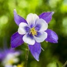 50 PCS Seeds Perennial Blue Columbine 50 PCS Seeds Perennial Blue Columbine