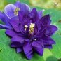 50 PCS Seeds Perennial Blue Columbine