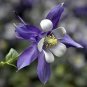 50 PCS Seeds Perennial Blue Columbine