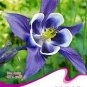 50 PCS Seeds Perennial Blue Columbine