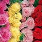 20 PCS Seeds Perennial Colorful Corrugated Hollyhock