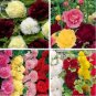 20 PCS Seeds Perennial Colorful Corrugated Hollyhock