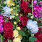 20 PCS Seeds Perennial Colorful Corrugated Hollyhock