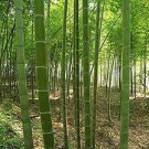 20 PCS Seeds Perennial Bamboo Plant Fresh Giant Mixed Moso Bambu Plant