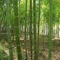 20 PCS Seeds Perennial Bamboo Plant Fresh Giant Mixed Moso Bambu Plant