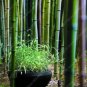 20 PCS Seeds Perennial Bamboo Plant Fresh Giant Mixed Moso Bambu Plant