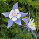 50 PCS Seeds Perennial Blue Columbine