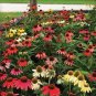 50 PCS Seeds Perennial Echinacea 'Cheyenne Spirit Mixed' Coneflower