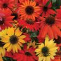 50 PCS Seeds Perennial Echinacea 'Cheyenne Spirit Mixed' Coneflower