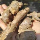 100 PCS Seeds Perennial ginger seeds vegetable