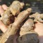 100 PCS Seeds Perennial ginger seeds vegetable