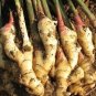 100 PCS Seeds Perennial ginger seeds vegetable