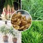 100 PCS Seeds Perennial ginger seeds vegetable