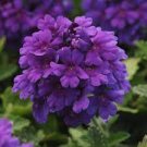 60 PCS Seeds Perennial Multicolor Verbena 60 PCS Seeds Perennial Multicolor Verbena