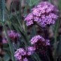 60 PCS Seeds Perennial Multicolor Verbena