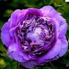 20 PCS Seeds Perennial Peony Flowers