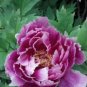 20 PCS Seeds Perennial Peony Flowers