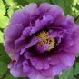 20 PCS Seeds Perennial Peony Flowers