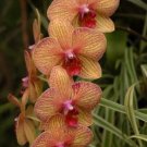 100 PCS Seeds Perennial Phalaenopsis Orchid Flower 100 PCS Seeds Perennial Phalaenopsis Orchid Flower