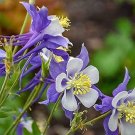 50 PCS Seeds Perennial Purple Columbine 50 PCS Seeds Perennial Purple Columbine