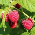 80 PCS Seeds Perennial Raspberry Fruits, Feral Rubus Idaeus Bush Fruit 80 PCS Seeds Perennial Raspberry Fruits, Feral Rubus Idaeus Bush Fruit