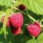80 PCS Seeds Perennial Raspberry Fruits, Feral Rubus Idaeus Bush Fruit