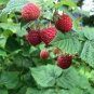 80 PCS Seeds Perennial Raspberry Fruits, Feral Rubus Idaeus Bush Fruit