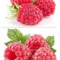 80 PCS Seeds Perennial Raspberry Fruits, Feral Rubus Idaeus Bush Fruit