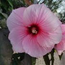 20 PCS Seeds Perennial Rosemallow Mixed Hibiscus Flowers 20 PCS Seeds Perennial Rosemallow Mixed Hibiscus Flowers