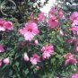 20 PCS Seeds Perennial Rosemallow Mixed Hibiscus Flowers