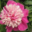 20 PCS Seeds Perennial Peony Flowers