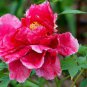 20 PCS Seeds Perennial Peony Flowers